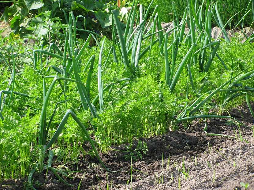 Cibule příznivě ovlivňuje růst mrkve, pamatujte na to při výsadbě
