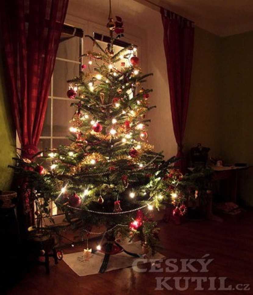 Krátký život vánočního stromku