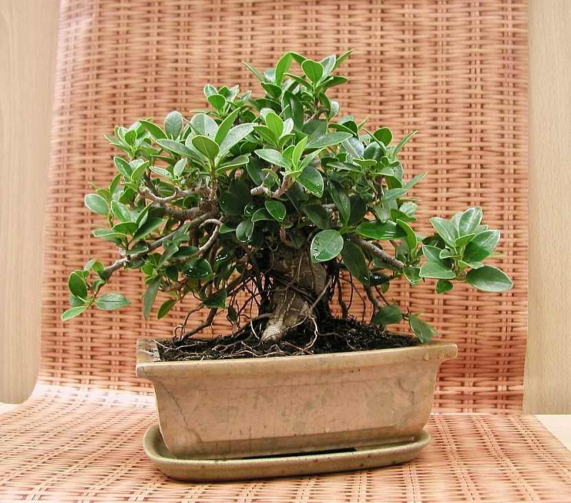 Jak pečovat o bonsaje