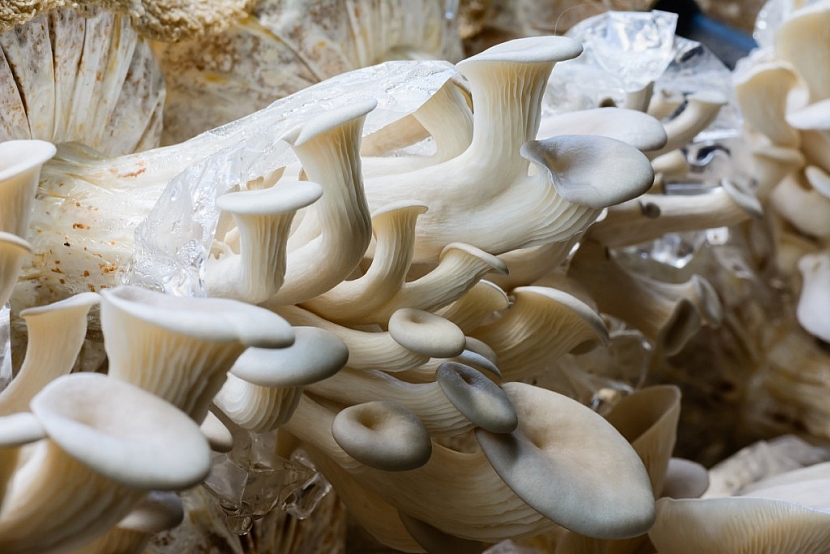 Jedlé houby, například hlívu, si můžete vypěstovat i v domácích podmínkách