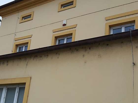 otevřít: Ptáci i pražský pavouk dokáží s fasádou pěkně zatočit
