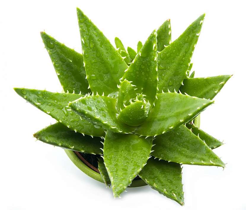 Aloe Vera – zázrak mezi rostlinami