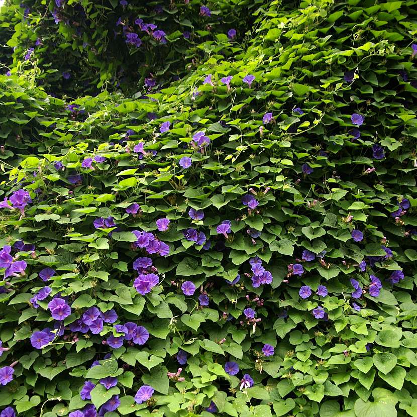 Povíjnice purpurová (Ipomoea purpurea) vytváří mohutný dekorativní porost (Zdroj: Daniela Dušková)