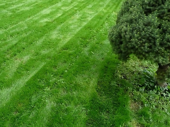 Jak jednoduše odstranit travní plsť z trávníku a bez vertikutace
