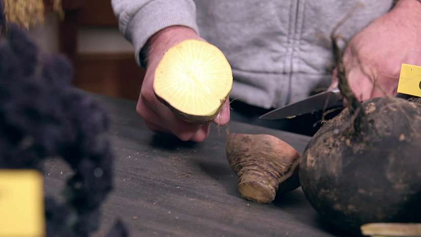 Tuřín v kuchyni směle nahradí brambory