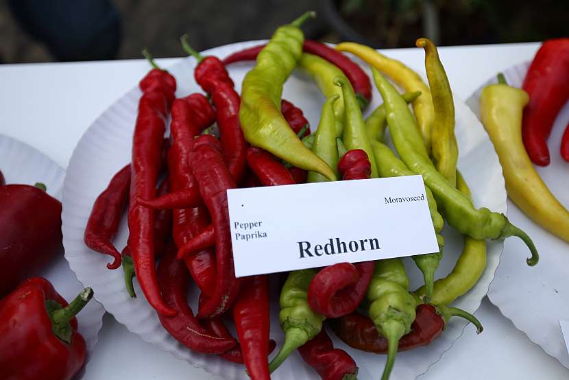 Zajímavé dlouhé papriky odrůdy Redhorn