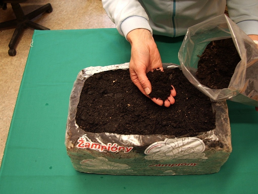 Na povrch substrátu pak rozložte asi 2 cm vysokou vrstvu krycí zeminy ze sáčku, který je součástí dodávky