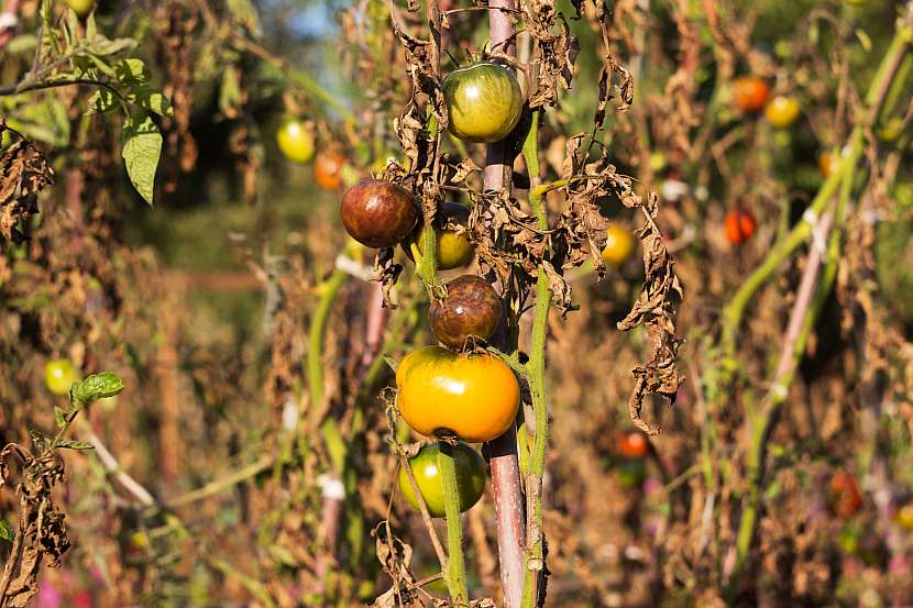 Plíseň je absolutním strašákem pro budoucí úrodu rajčat, vinou je hustá výsadba a zvýšená vlhkost listů
