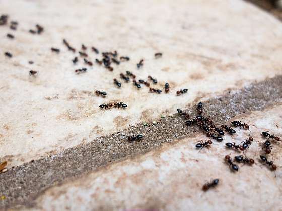 Co dělat, když se mravenci začnou chovat jako škůdci? (Zdroj: Depositphotos)
