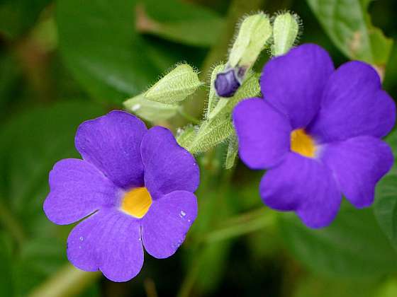 Černooká Zuzana aneb Thunbergia je vodopád kvítků