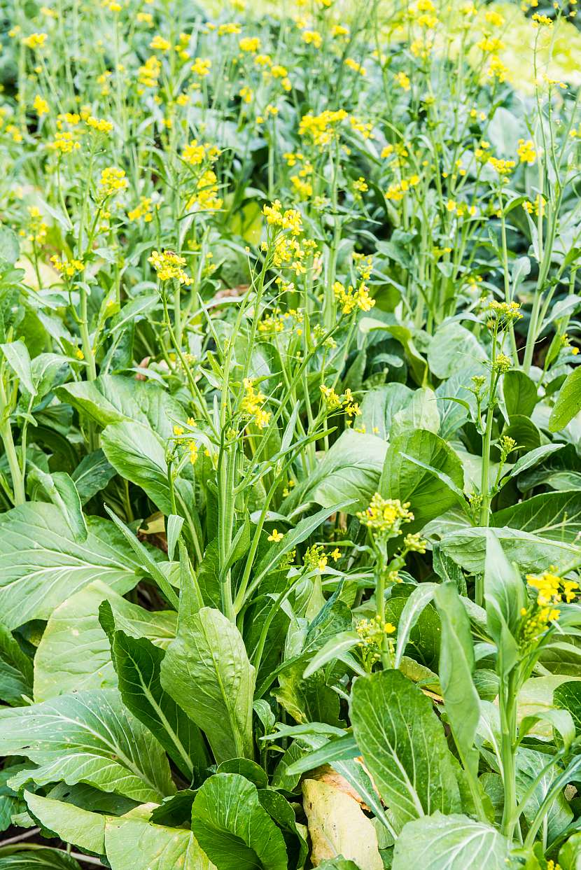 Pokud nám pak choi na záhonech vykvete, můžeme rostliny využít ke sběru semen