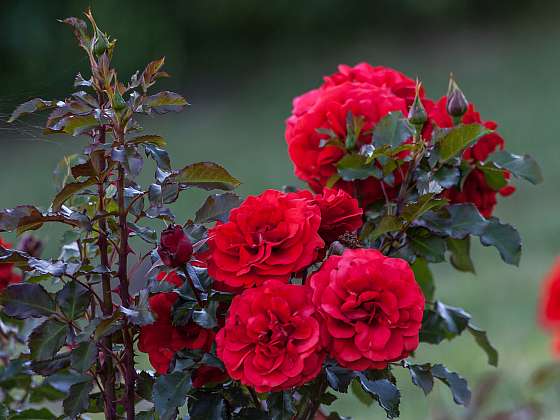 Správná podzimní péče o růže zaručí novou sezonu plnou krásných květů (Zdroj: Depositphotos (https://cz.depositphotos.com))