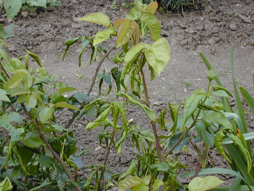 Sáním rostlinných šťáv dokážou napáchat obrovské škody