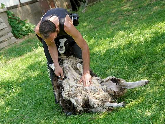 Se stříháním ovce si poradí zkušený střihač (Zdroj: Archiv FTV Prima, se svolením FTV Prima)