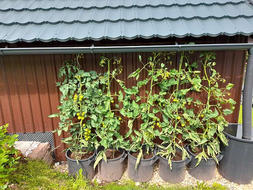 Využijte chytře každé místo u domu, například rajčata rostou tam, kde je závětří, hodně sluníčka a jsou chráněna před deštěm