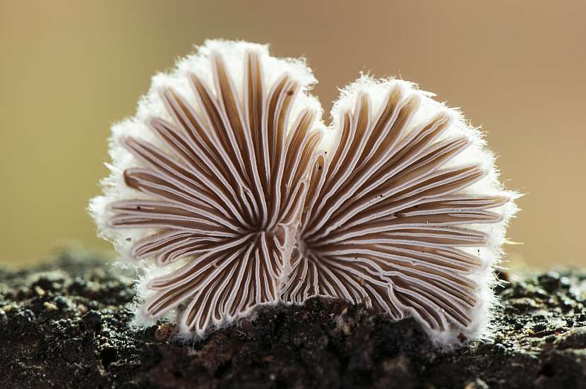 Klanolístka je houba, která dokáže proniknout i do živého lidského organismu