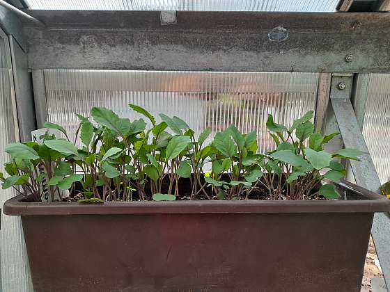 Pěstování zeleniny ze semen v truhlíku – ani zde nezapomeňte vyjednotit výsev, aby mladé rostliny zesílily