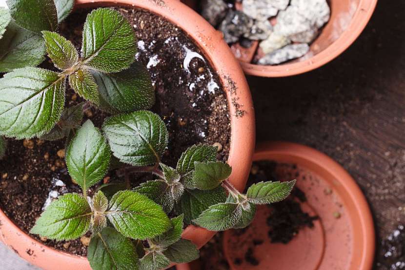 Achimenes neboli bouloň přečká bez zálivky celou zimu