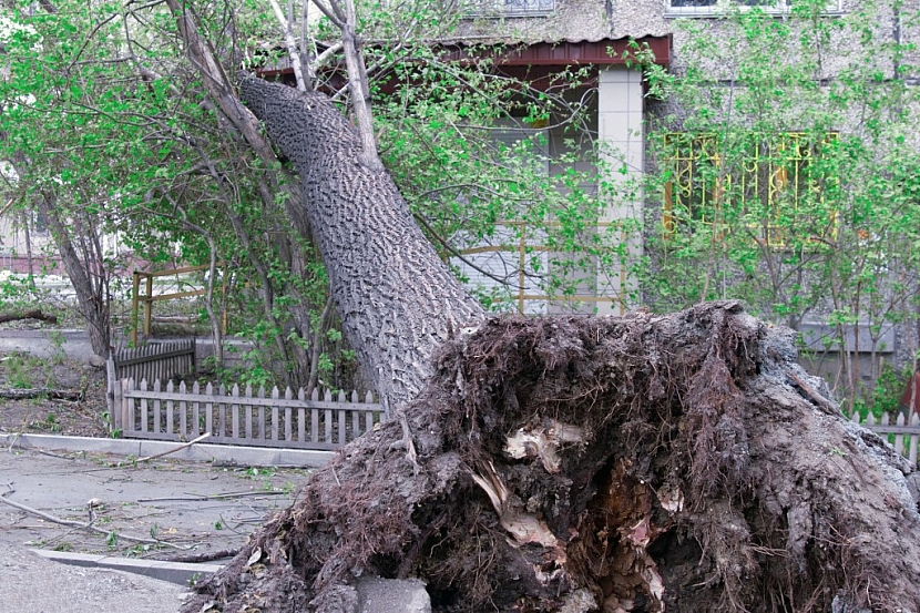 Profesionální kácení stromů nám může zachránit život