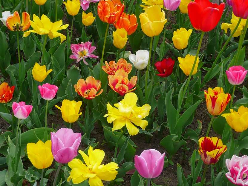 Tulipány vás na jaře ohromí svou krásou