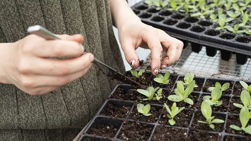 Balkónová zahrádka: Jak sklízet vlastní úrodu i v bytě?