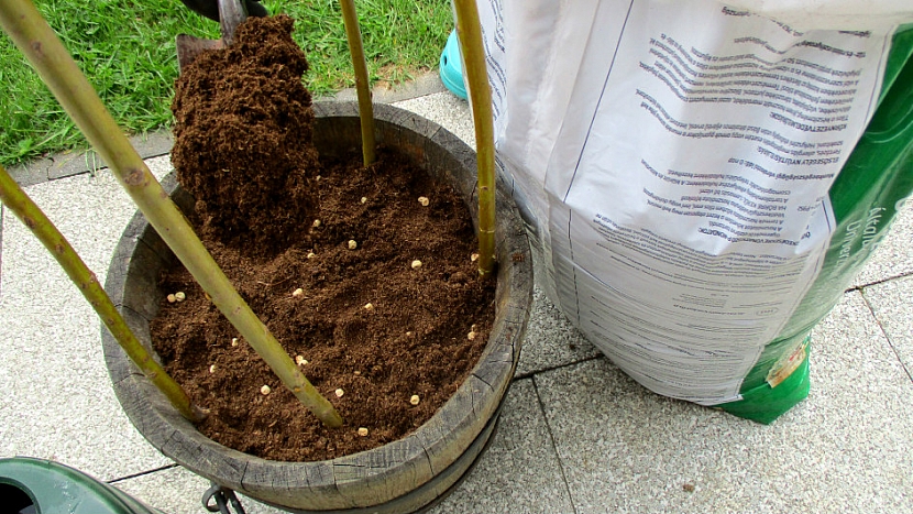 Jak pěstovat hrášek v nádobě: vysejte semínka