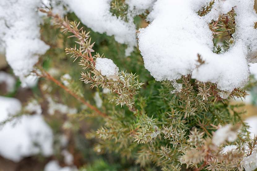 V zimě je nutné jalovec chránit před chladem a tíhou sněhu, který by ho mohl polámat