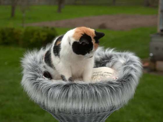 Vyrobte svému kočičímu příteli vhodný pelíšek (Zdroj: Prima DOMA MEDIA, s.r.o.)