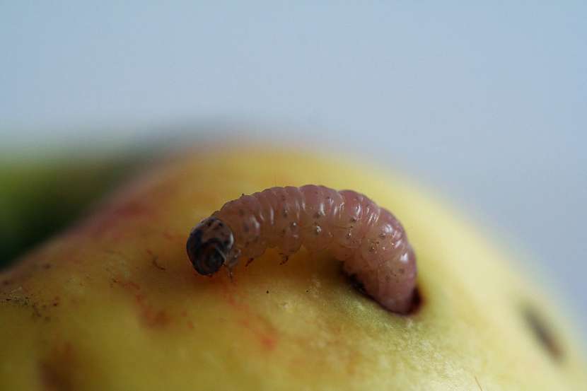 Larvy obaleče jablečného mají na rozdíl od larev vrtule hlavičku a nožičky