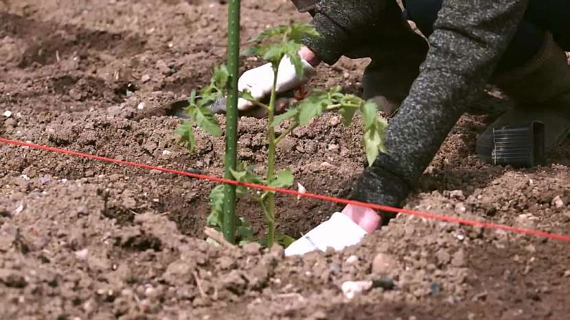 Mladé keříky rajčat se nebojte zasadit hluboko do země