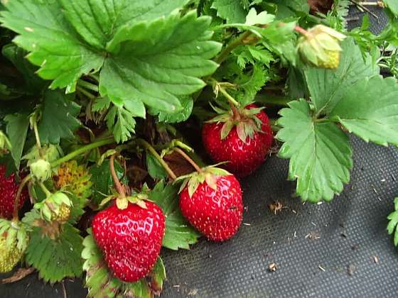 Jarní péče o jahody po zimě vám zajistí dobrou úrodu (Zdroj: Prima DOMA MEDIA, s.r.o.)