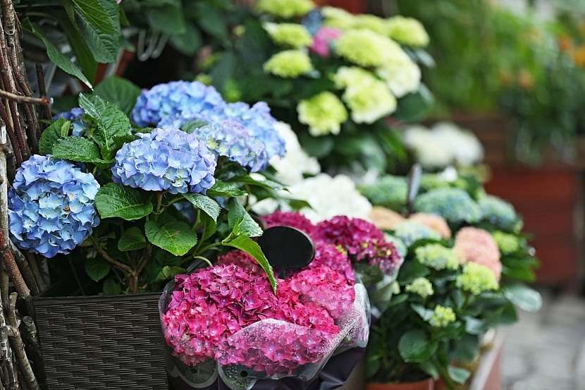 Na polostinných balkonech se výborně daří bohatě kvetoucím hortenziím