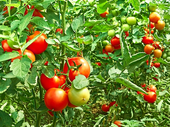 Při pěstování rajčat může dojít k různým deformacím plodů (Zdroj: Depositphotos.com)