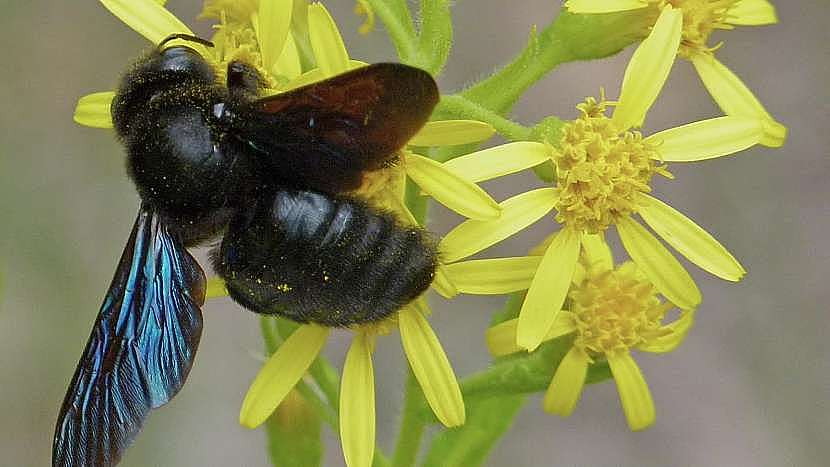 Drvodělka je největší evropská včela