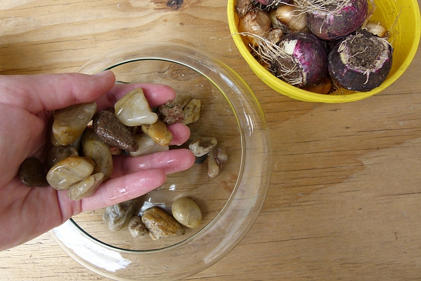 Rychlení hyacintů: vyskládejte kamínky
