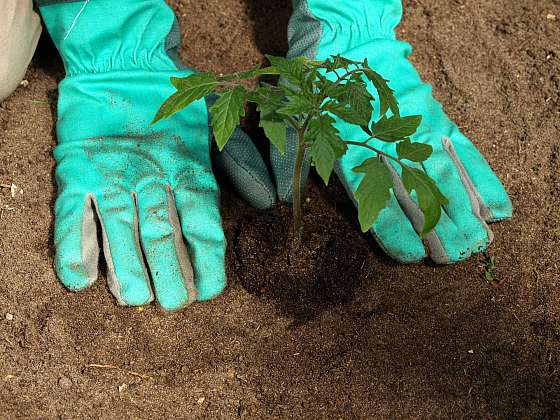 Není nad to vypěstovat si vlastní zeleninu a bylinky (Zdroj: Depositphotos (https://cz.depositphotos.com))