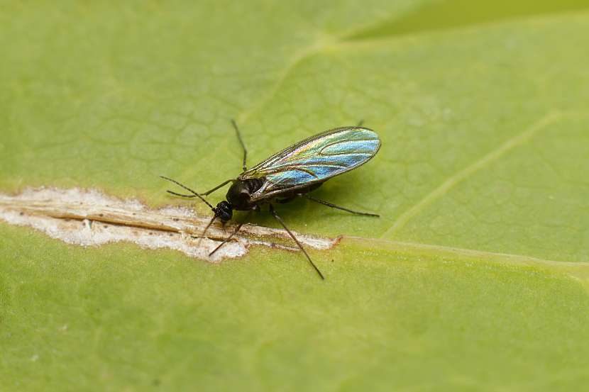 Smutnice jsou podobné komárům a jejich larvy napadají pokojové rostliny