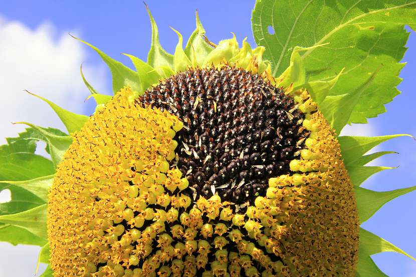 Slunečnice po odkvětu je plná olejnatých semen