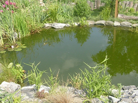 otevřít: Čistá voda, spokojená zahrada: Jak odstranit zelenou vodu v zahradním jezírku