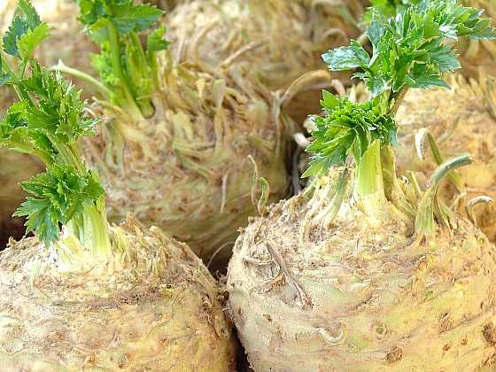 Troufáte si na pěstování celeru? (Zdroj: archiv Moravoseed)