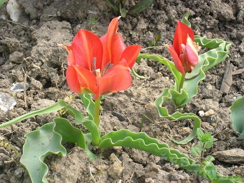 Tulipán – původní botanické druhy