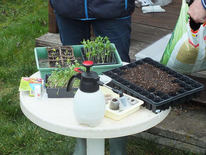 Příprava na výsev okurek zahrnuje ošetření půdy i semen 