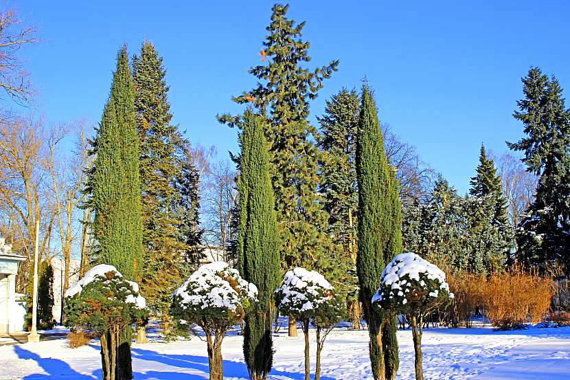 Po napadání těžšího sněhu nezapomeňte odstranit sněhové čepice z nízkých dřevin