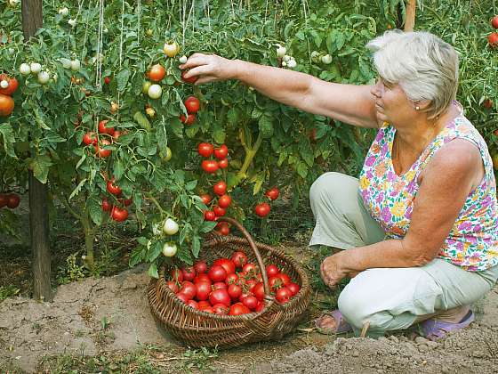 Jak prodloužit sklizeň rajčat (Zdroj: Depositphotos (https://cz.depositphotos.com))