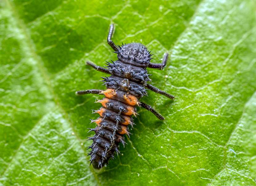 Larva berušky dokáže vaši zahradu zbavit mšic