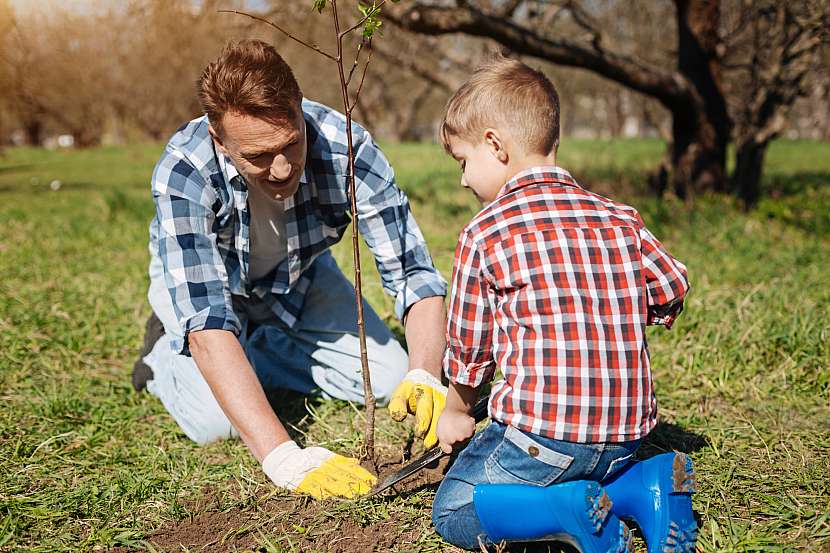 S výsadbou malých stromků mohou pomoci i děti