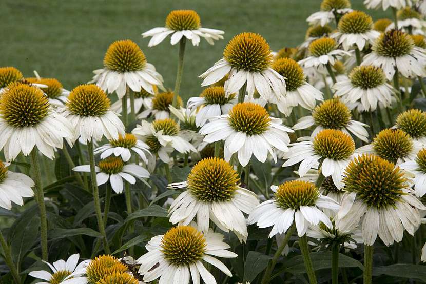 Ať žije echinacea &#8211; trvalka budoucnosti!