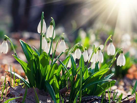 Podle únorového kalendária se můžeme těšit na první květy (Zdroj: Shutterstock)