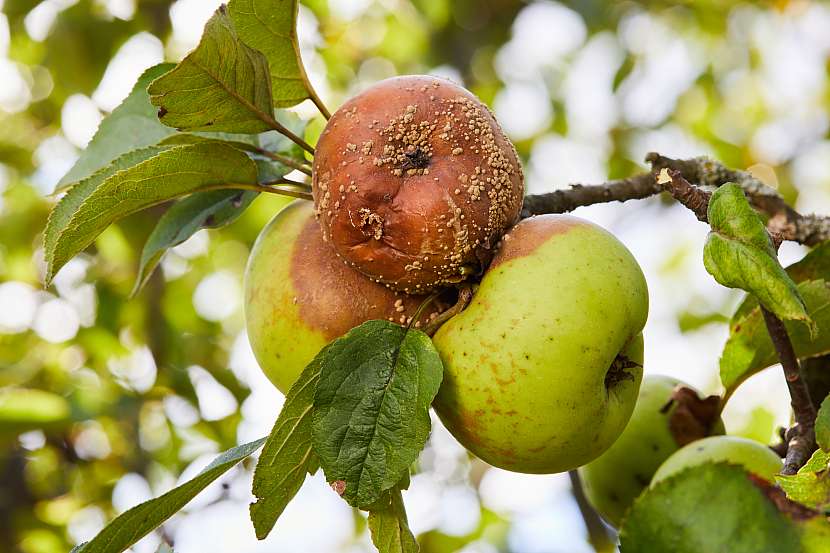 Monilie má za následek hnití jablek na stromě
