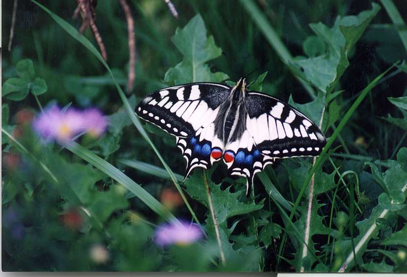 Na sladkém nektaru si pochutnají i pestrobarevní motýli